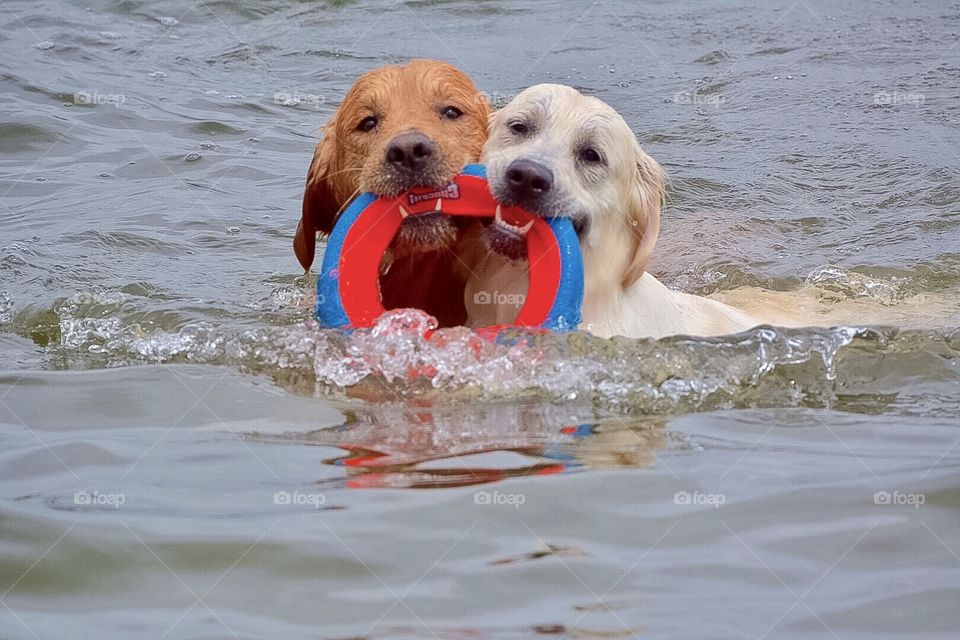 A golden retriever sharing the prized ring with this  French white golden retriever.  Now trying to get them out of the water is a slight dilemma.  