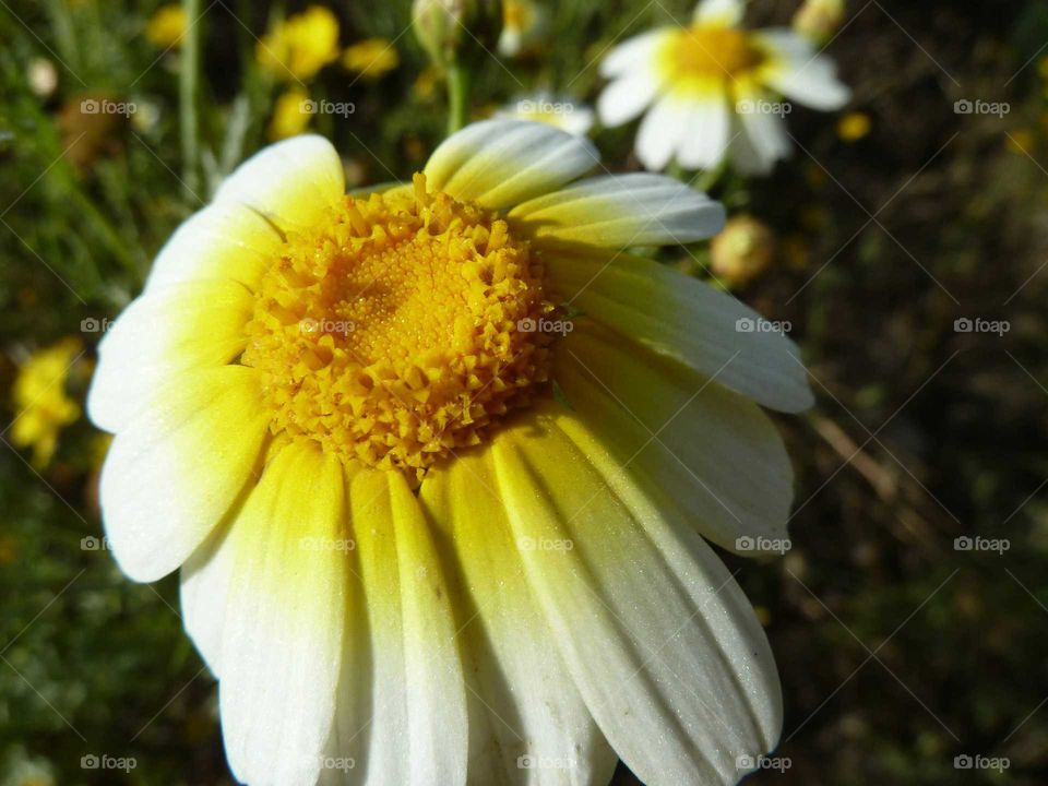 Wildflower. Just a beautiful flower welcoming the light in