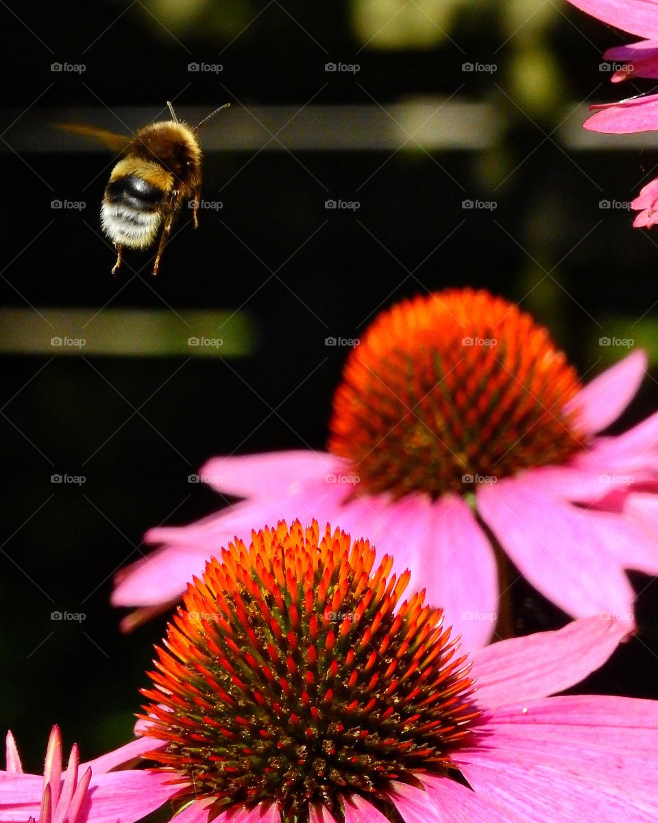 Bumblebee hovering over flowers
