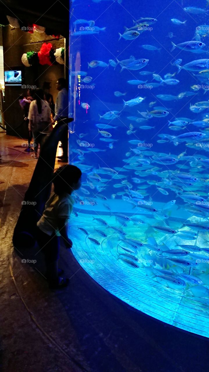 Dubai Atlantis the Palm Lost Chambers Aquarium