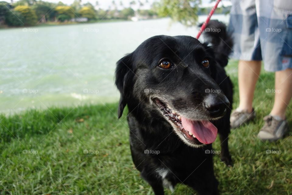 walking with dog in the park