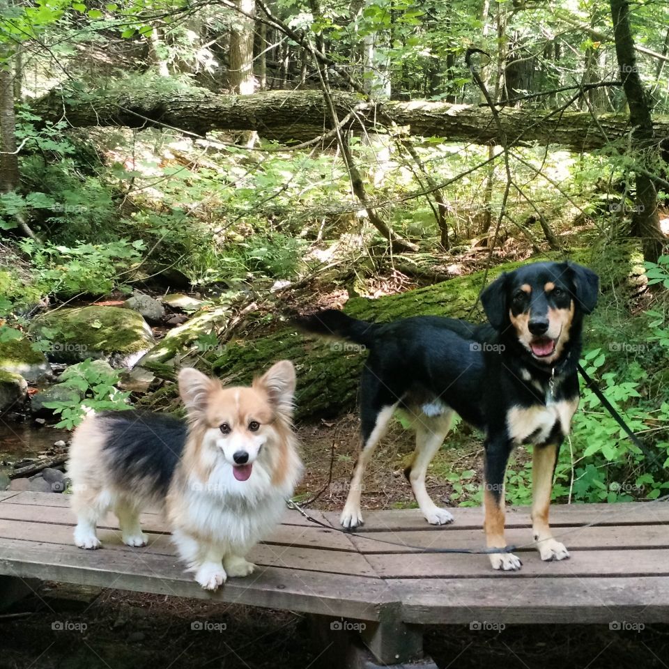 Boardwalk Dogs