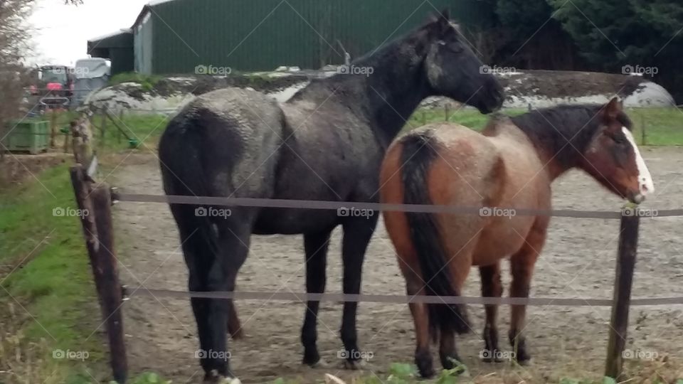two horses look the other way