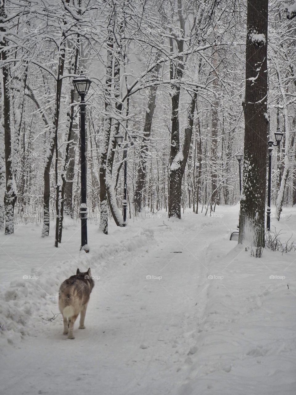 Wolf or dog?