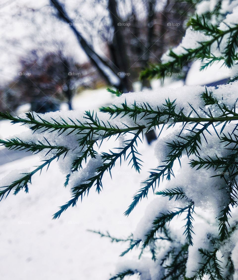 A branch of an evergreen covered in snow—taken in Dyer, Indiana 