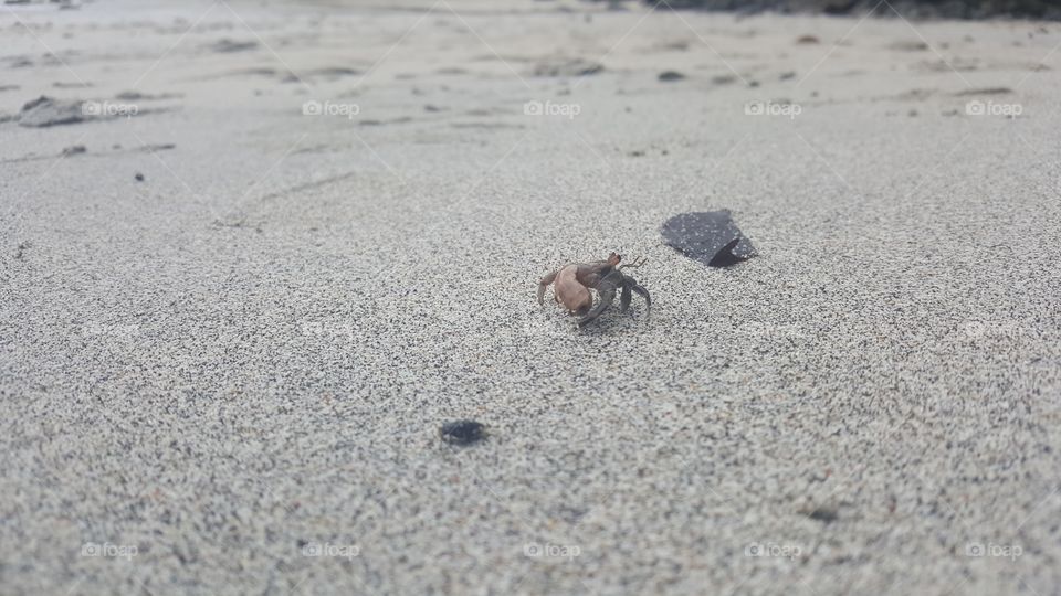 Costa Rica crab