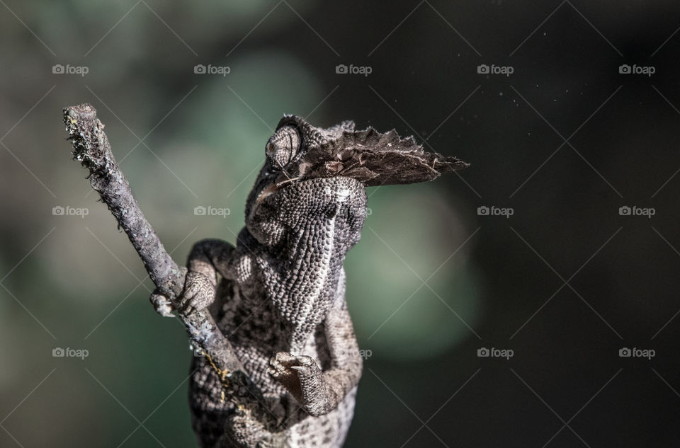 A great photo of a chameleon devouring a butterfly