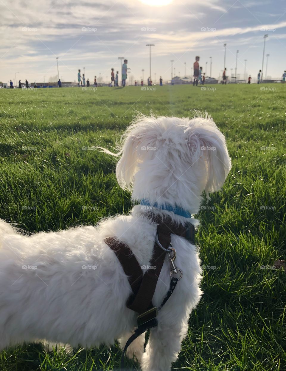 Doggie enjoying a soccer game 