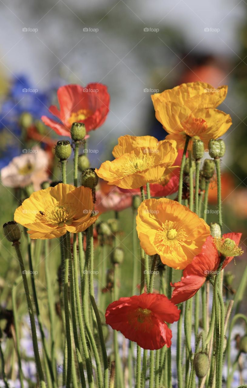 Yellow and red or yellow and green or red and green