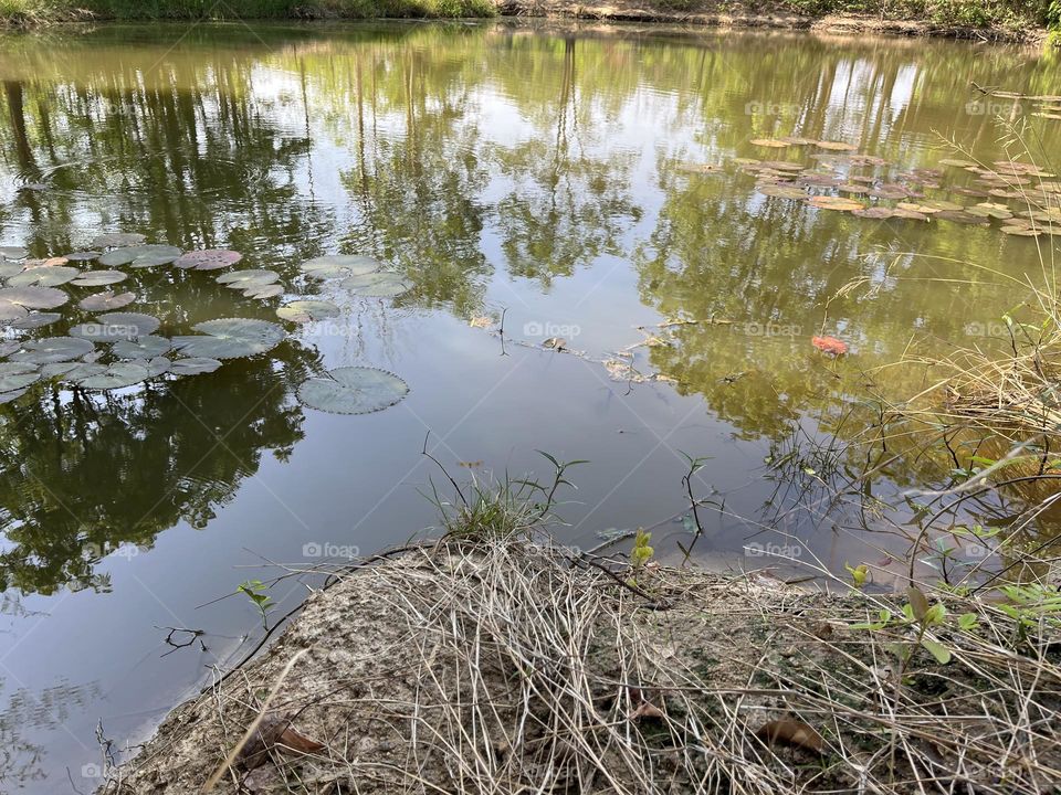 Urban Nature : Water.