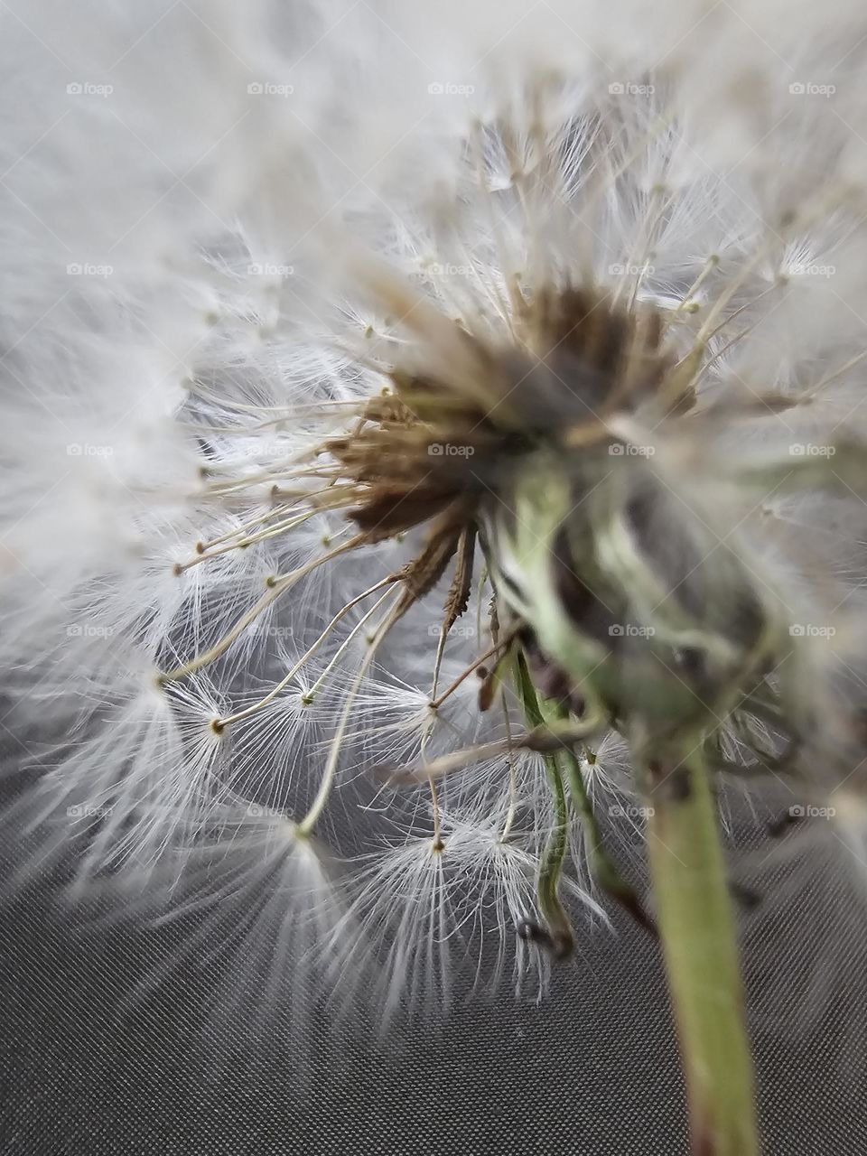 A beautiful Dandelion. A close up to show the beauty of the intricate seedlings.