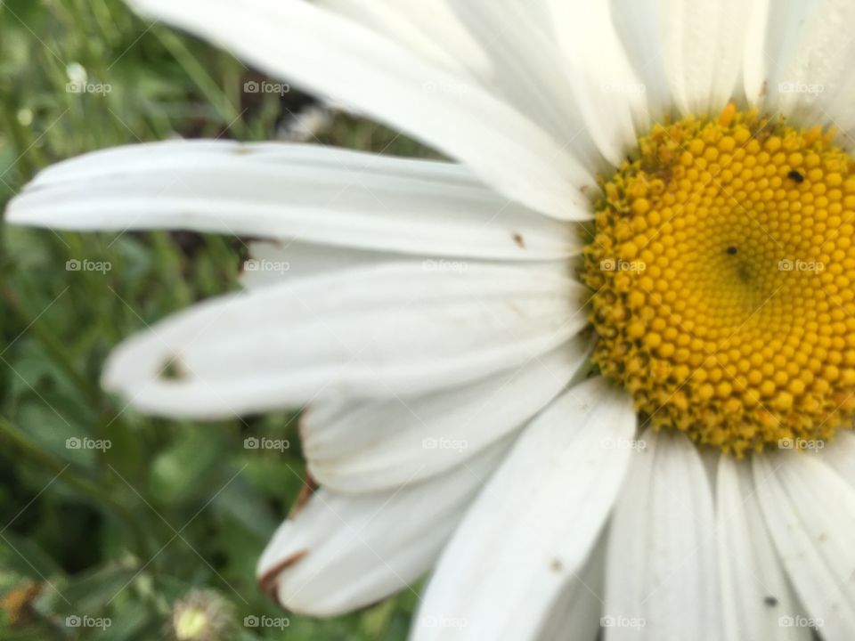 Close-up of white flower