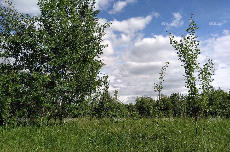 green forest summer landscape