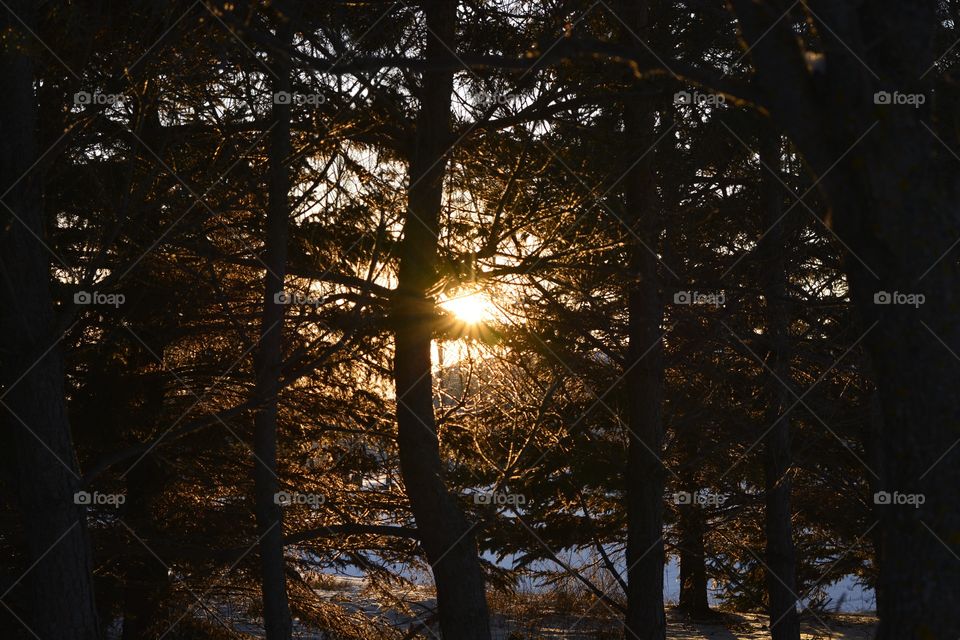 Sun creeping through the pines 