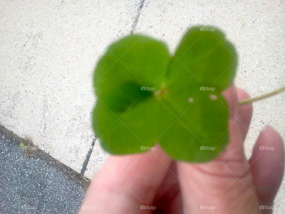4 leaf clover. this should be good luck, right?