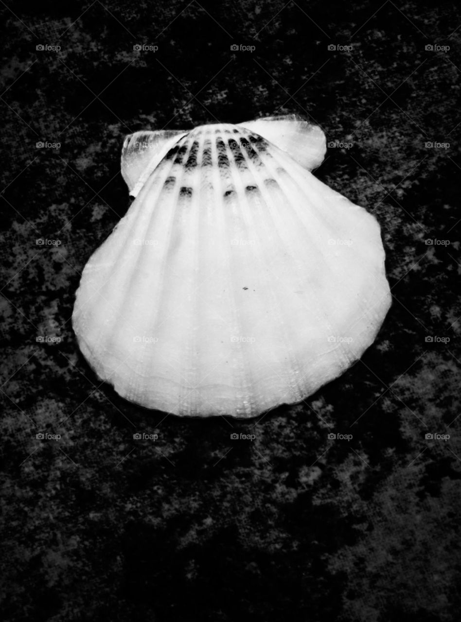 This is a scallop shell I photographed for a black and white study of shells I'm currently working on. You often find scallop shells of this kind depicted in paintings from the Itallion Renaissance such as Botticelli's Birth of Venus.