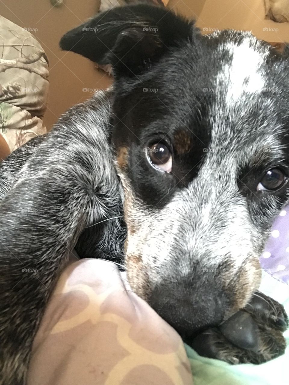 Blue heeler puppy bashfully posing for a close up. 