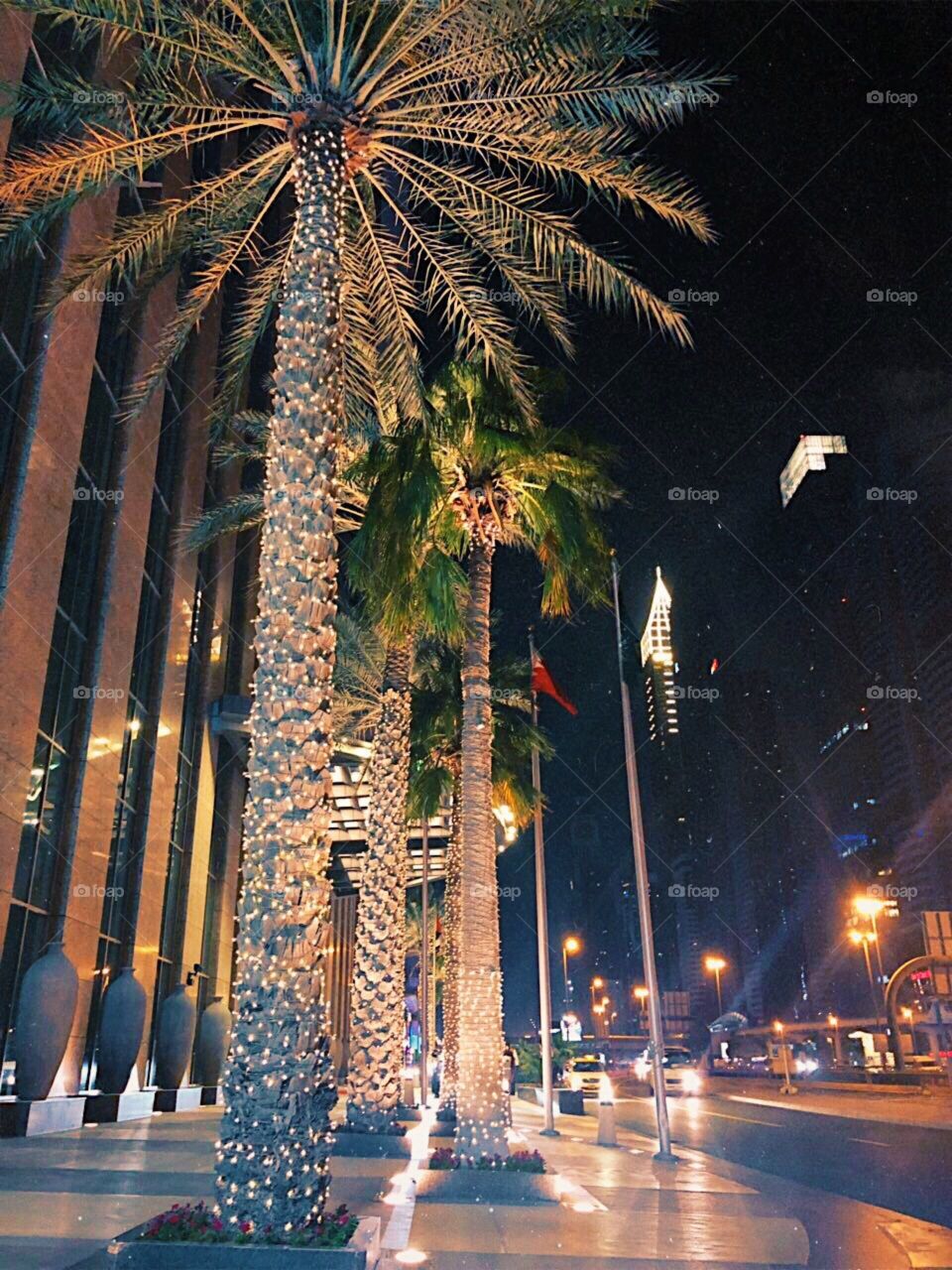 Palm trees in the city night