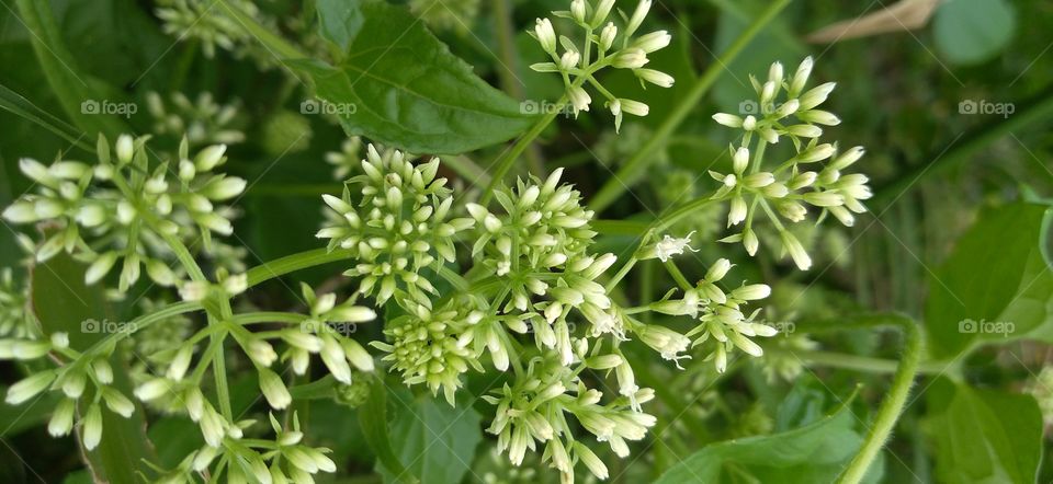 Mikania micrantha Kunth plants have different local names in each region.
