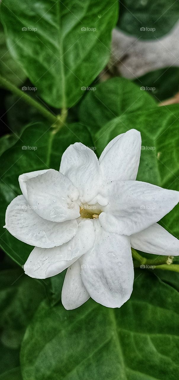 morning walking and met this beautiful jasmine