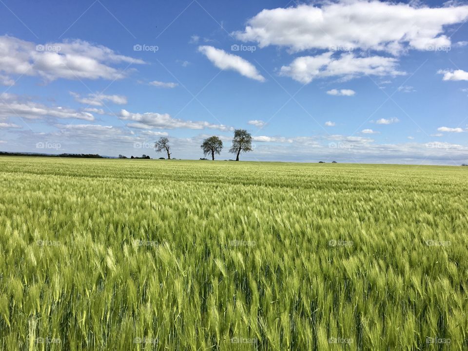 Three wonky trees on the horizon of a field growing wheat lit up in the beautiful sunshine ☀️