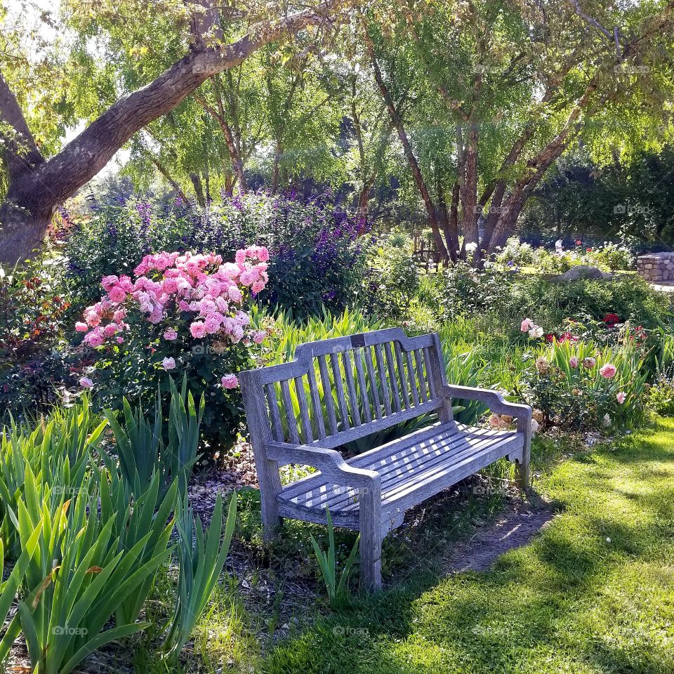 Bench in a Garden