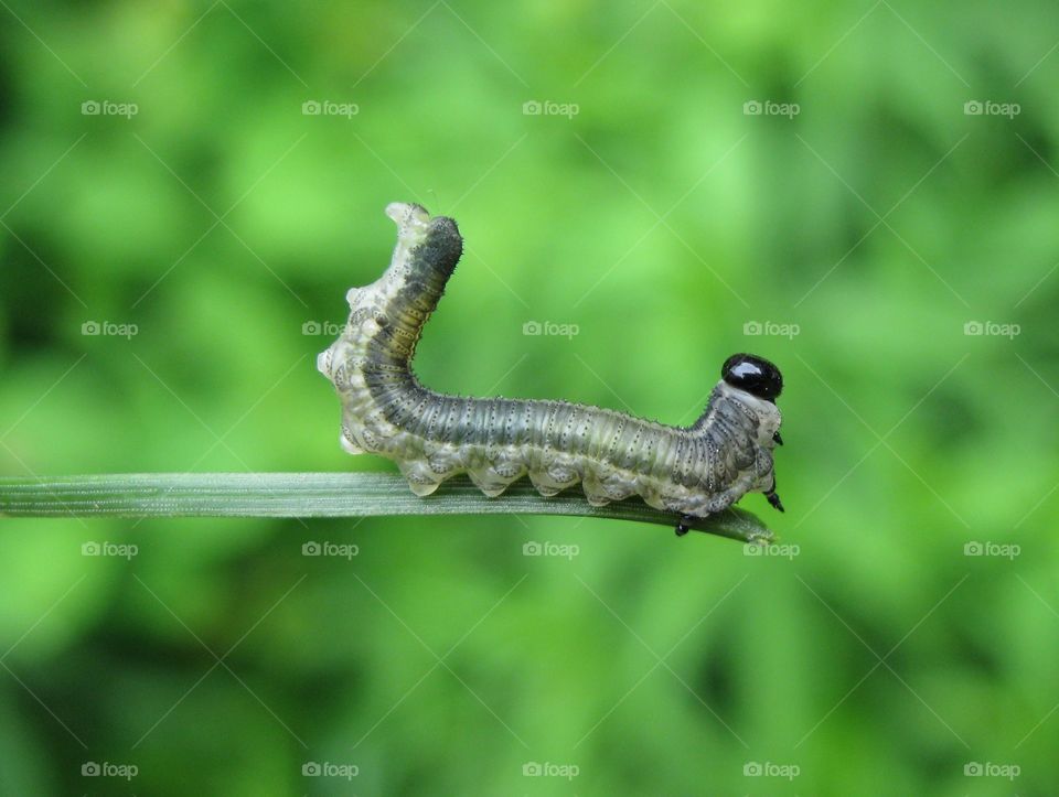 Close-up of caterpillar on leaf