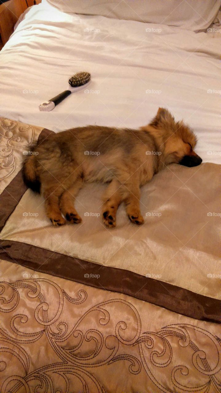 Lazy pet sleeping beauty