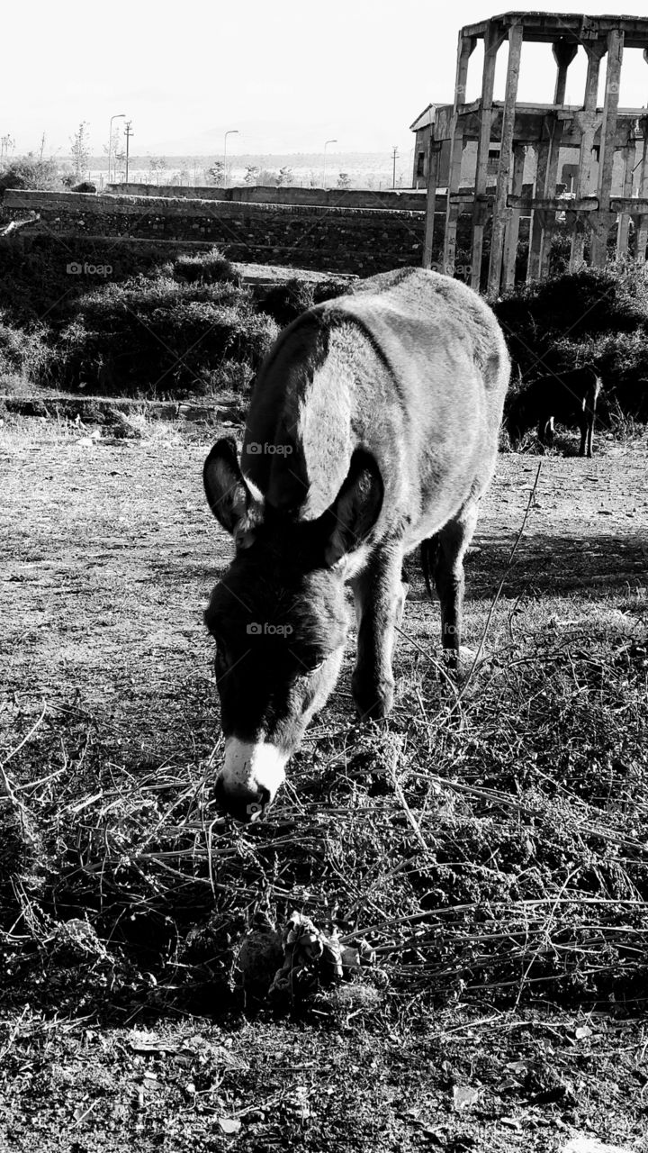 Black & White Donkey