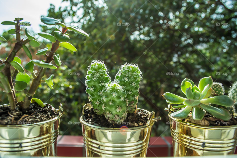 Little succulent plants