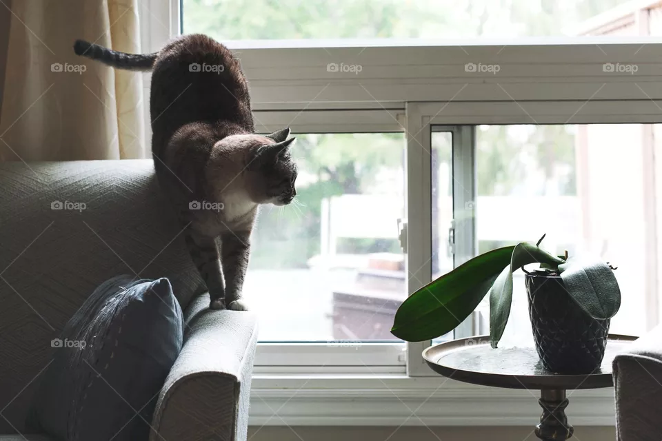Love Cat#True Photo