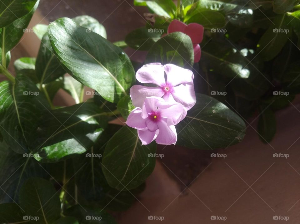 periwinkle pink flower fresh seasonal looking very beautiful generally found everywhere fresh seasonal