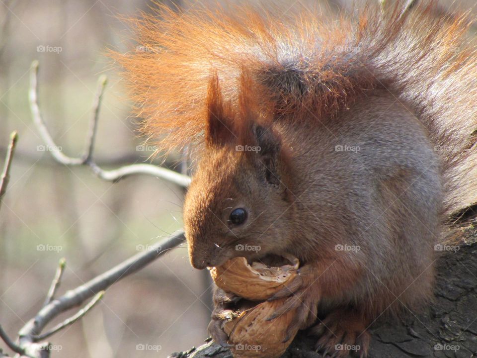 Squirrel in the city park