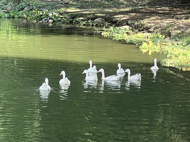 a flock of ducks