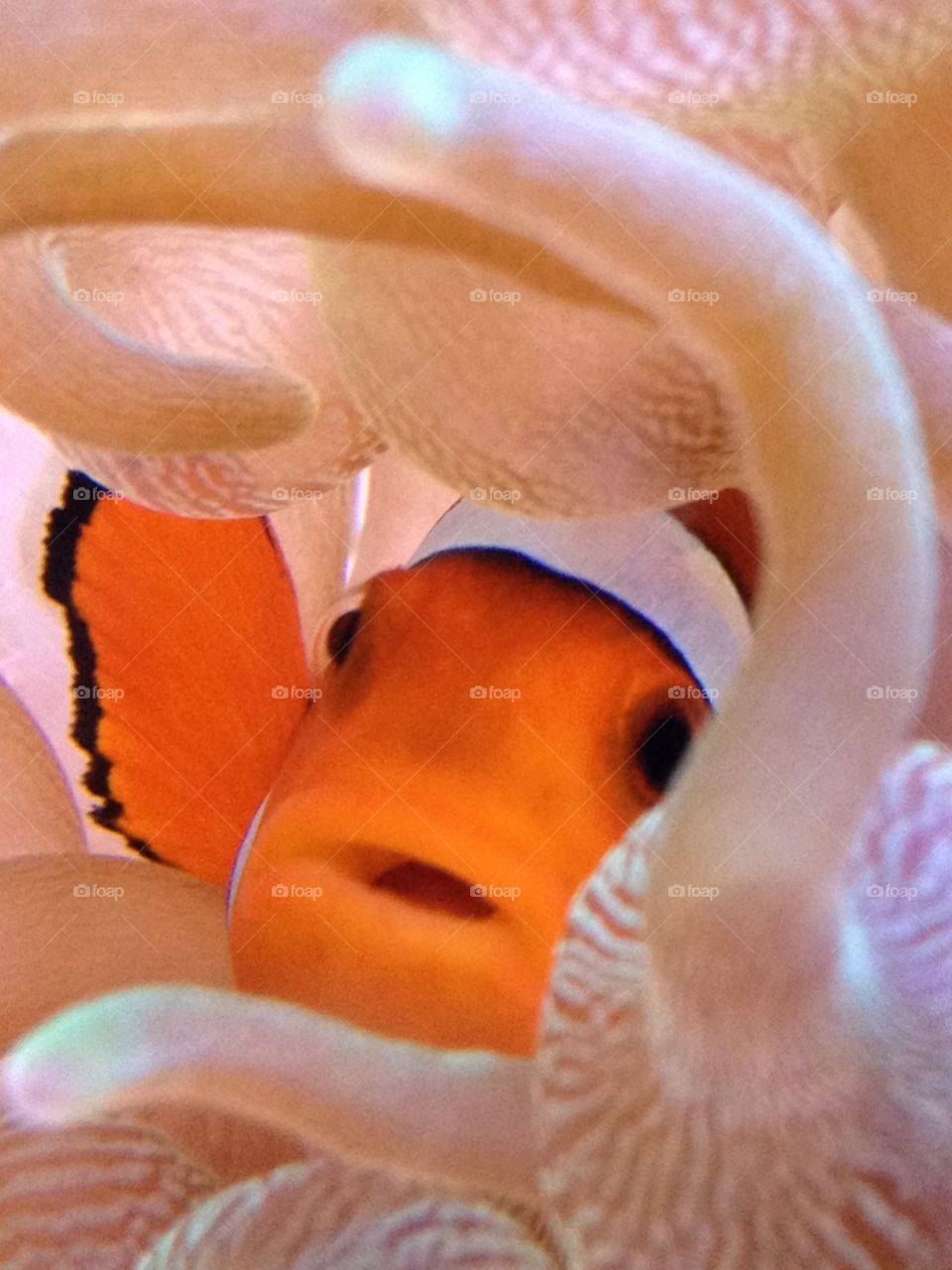 Nemo 