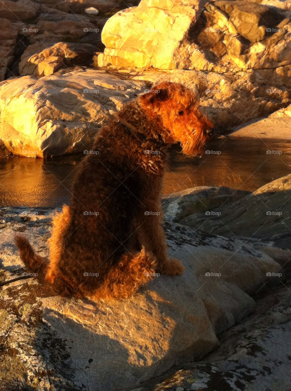 sweden summer dog sea by haq