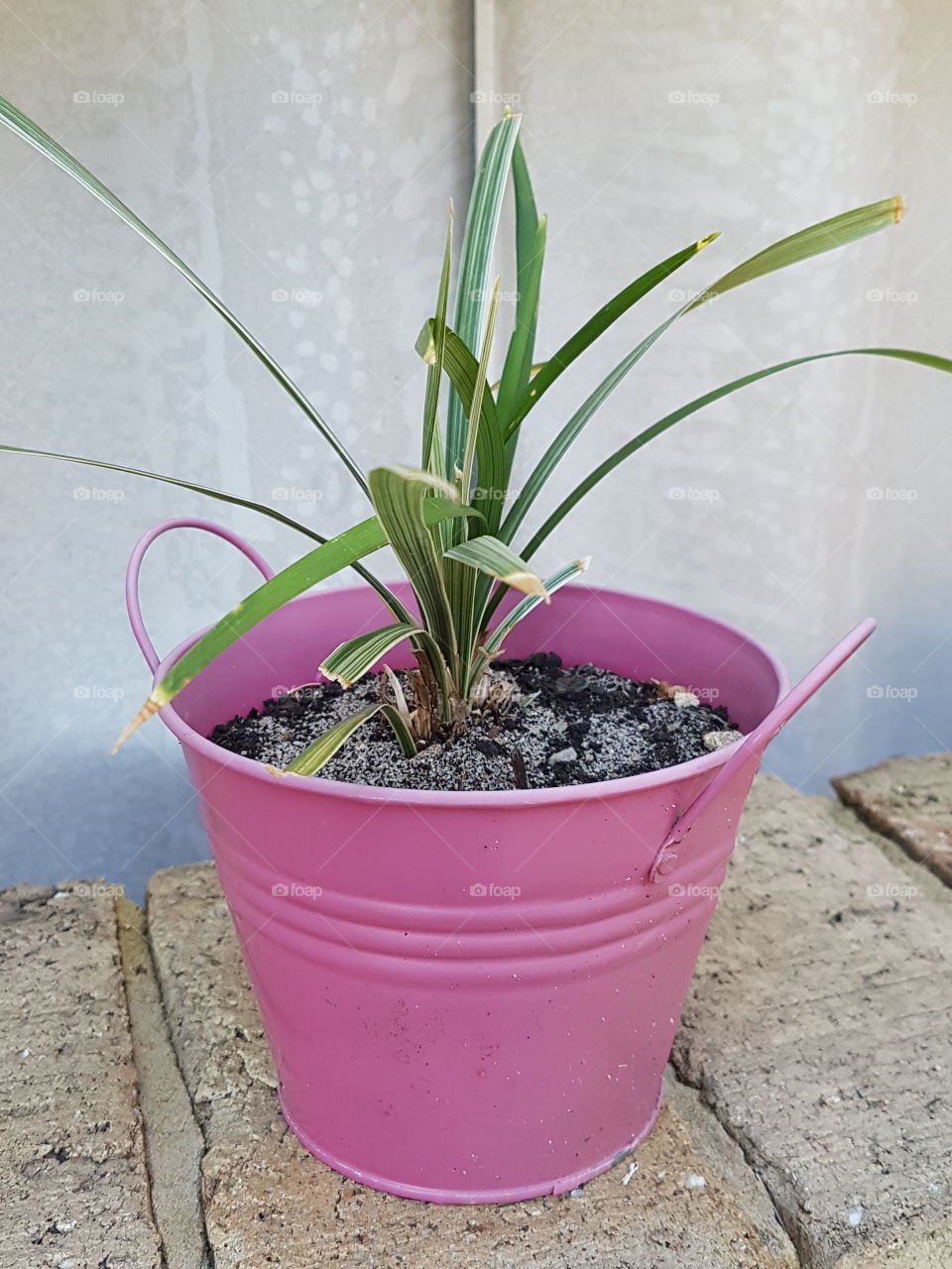 Pink potted plant