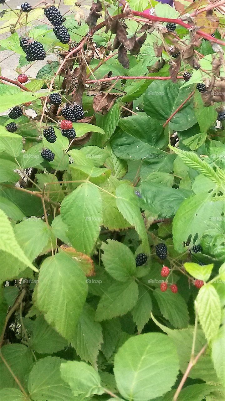 blackberries