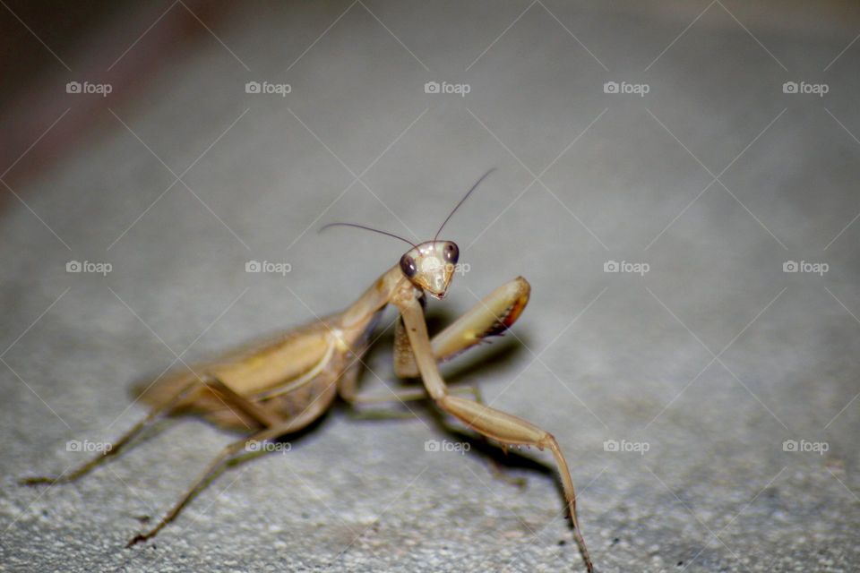 Praying Mantis