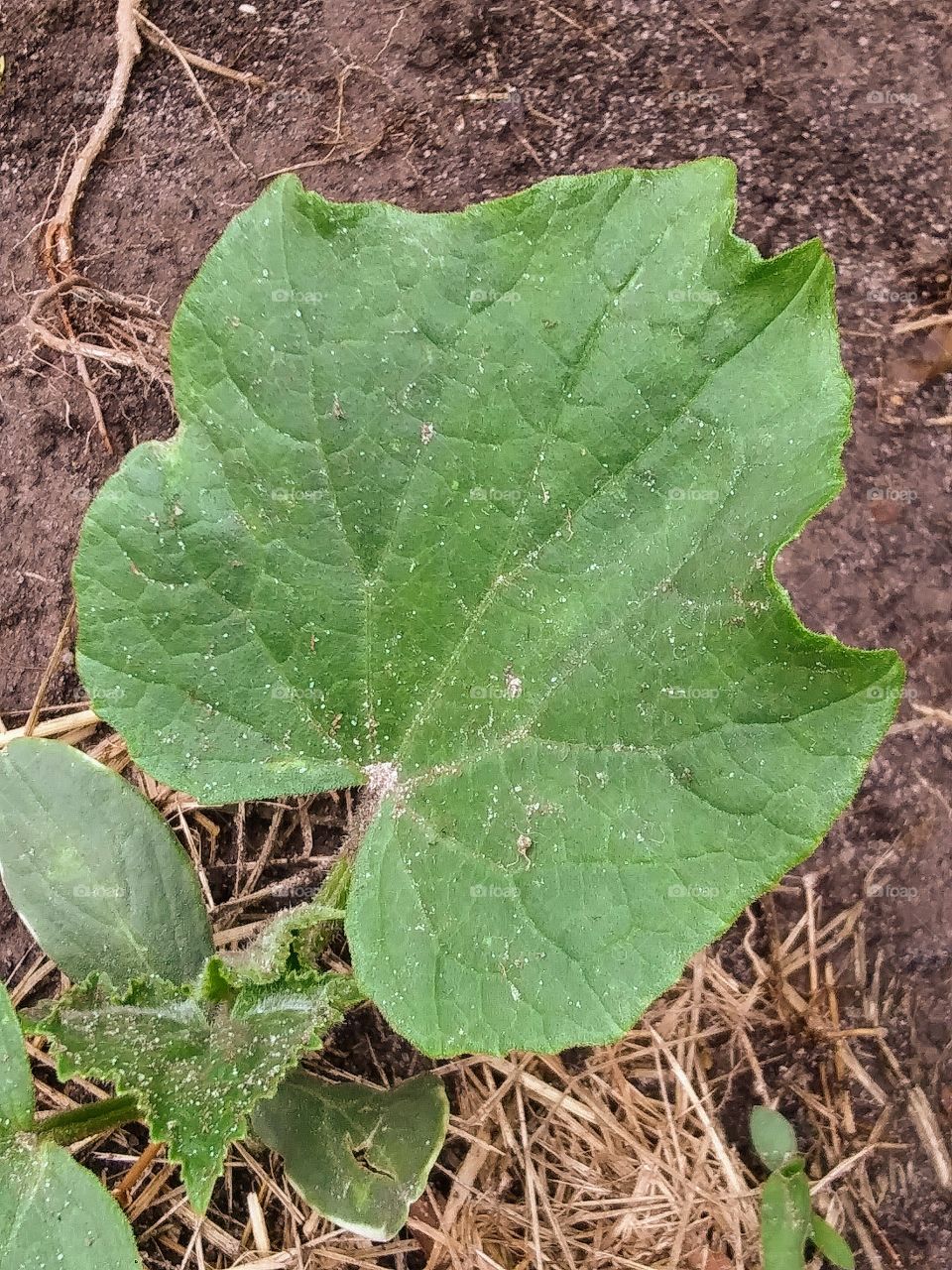 cucumber leaf