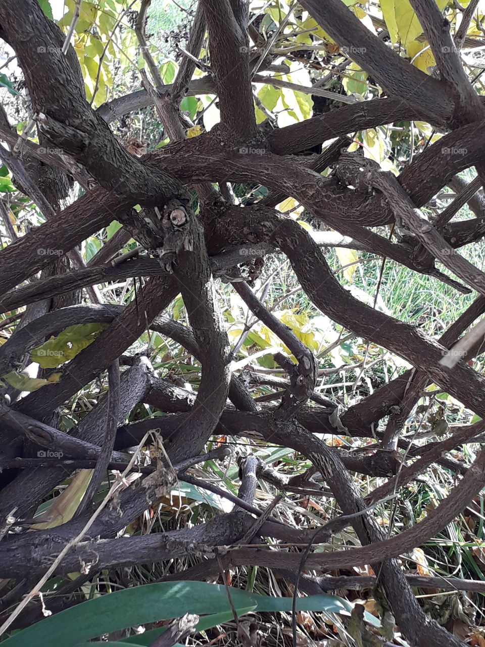 brown  tangled wisteria branches against  sunlit garden