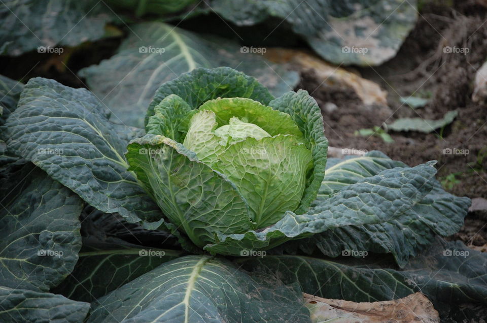 cabbage