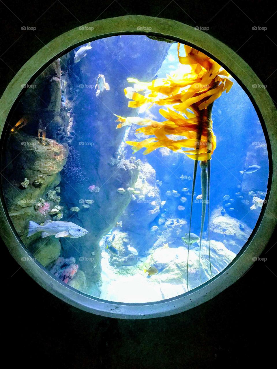 Beautiful Aquarium