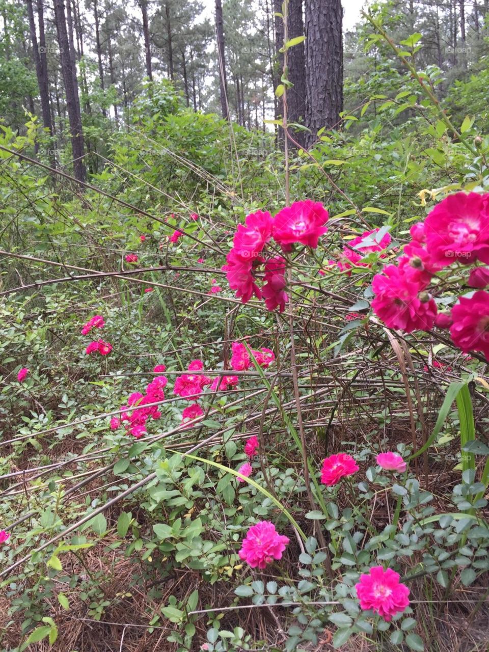 Wild roses in the spring 