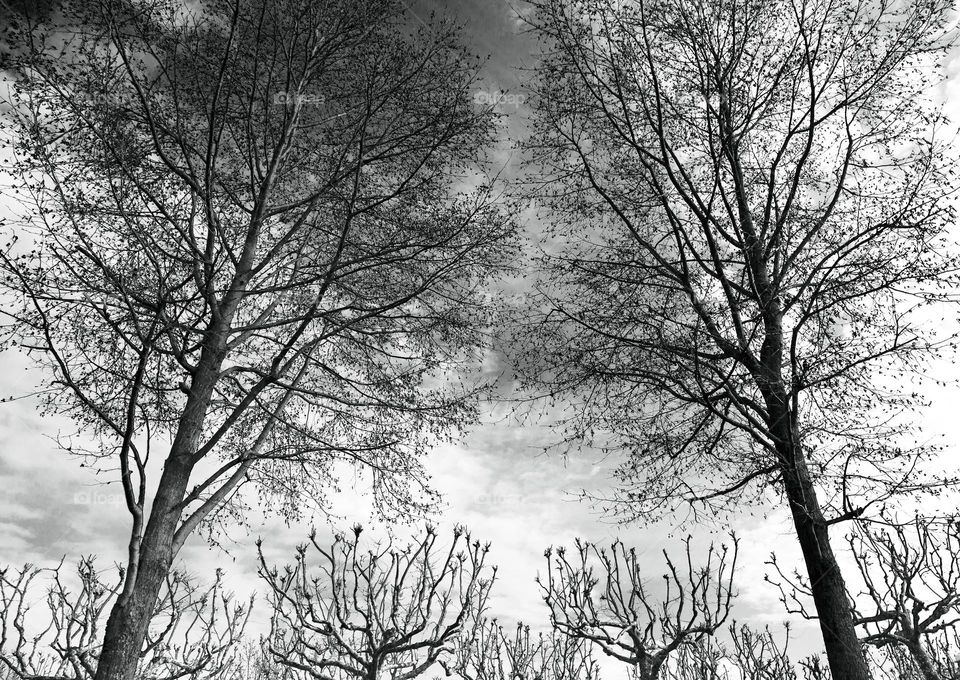 bare trees in winter are to a cloudy sky.  silhouette of the trunks and branches facing the sky
