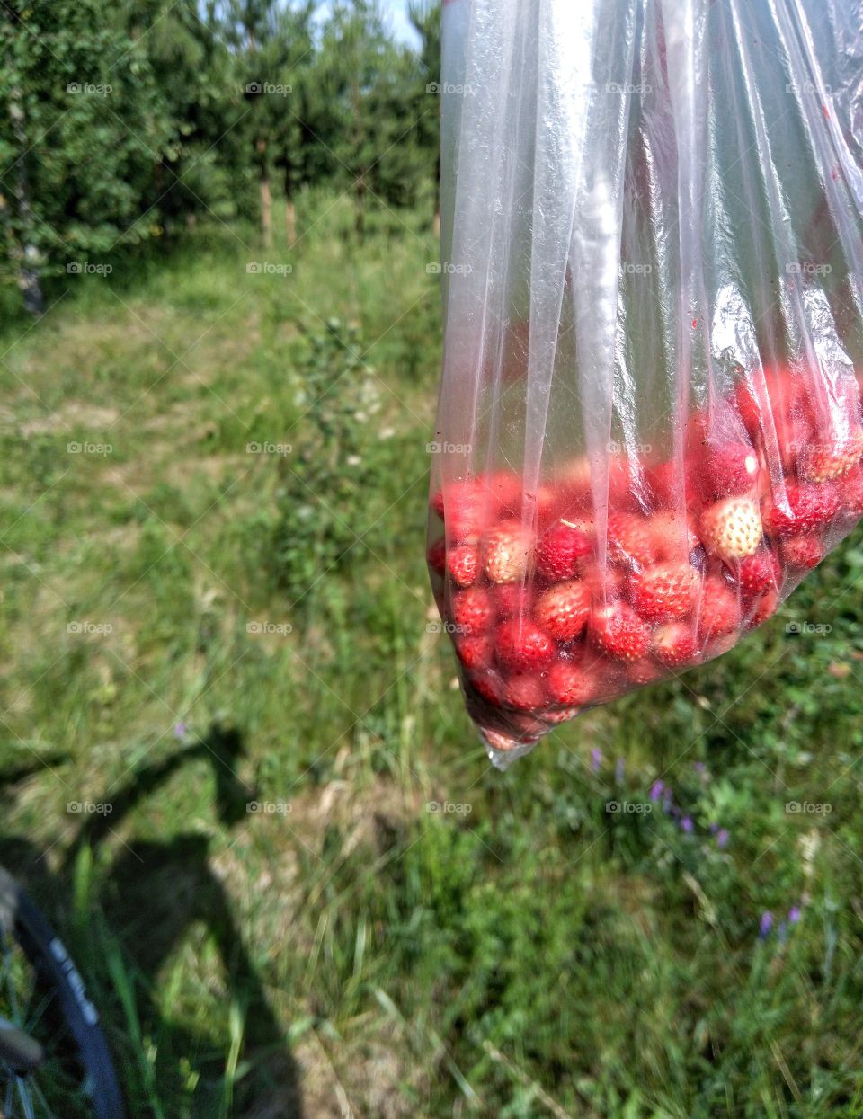 wild strawberries in the pack collection in the forest