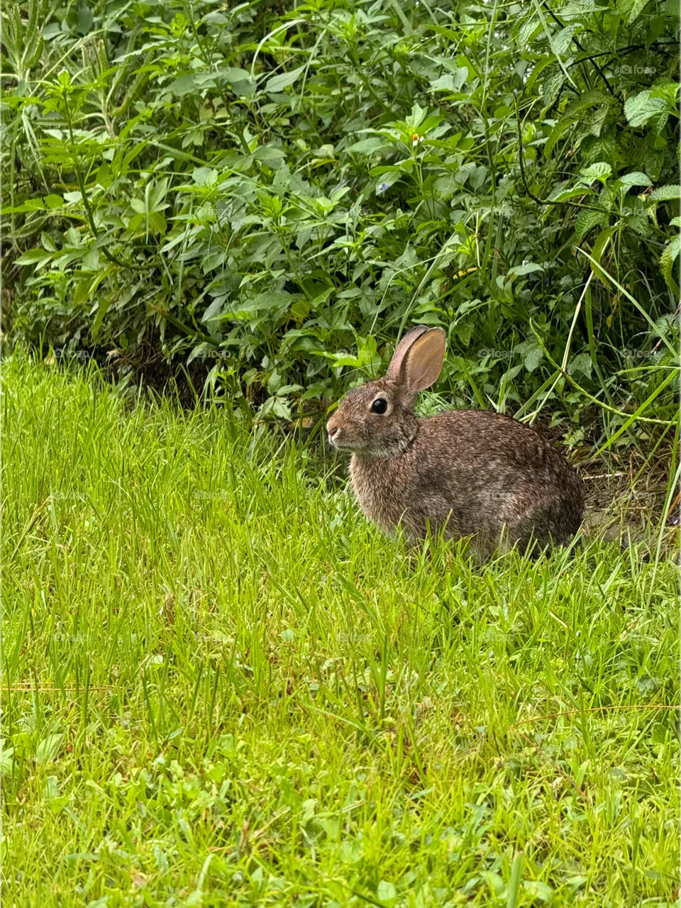Inquisitive Eastern Cottontail rabbit.