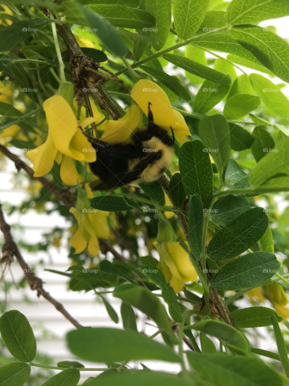 Bumble bee kissing the flowers for pollen 