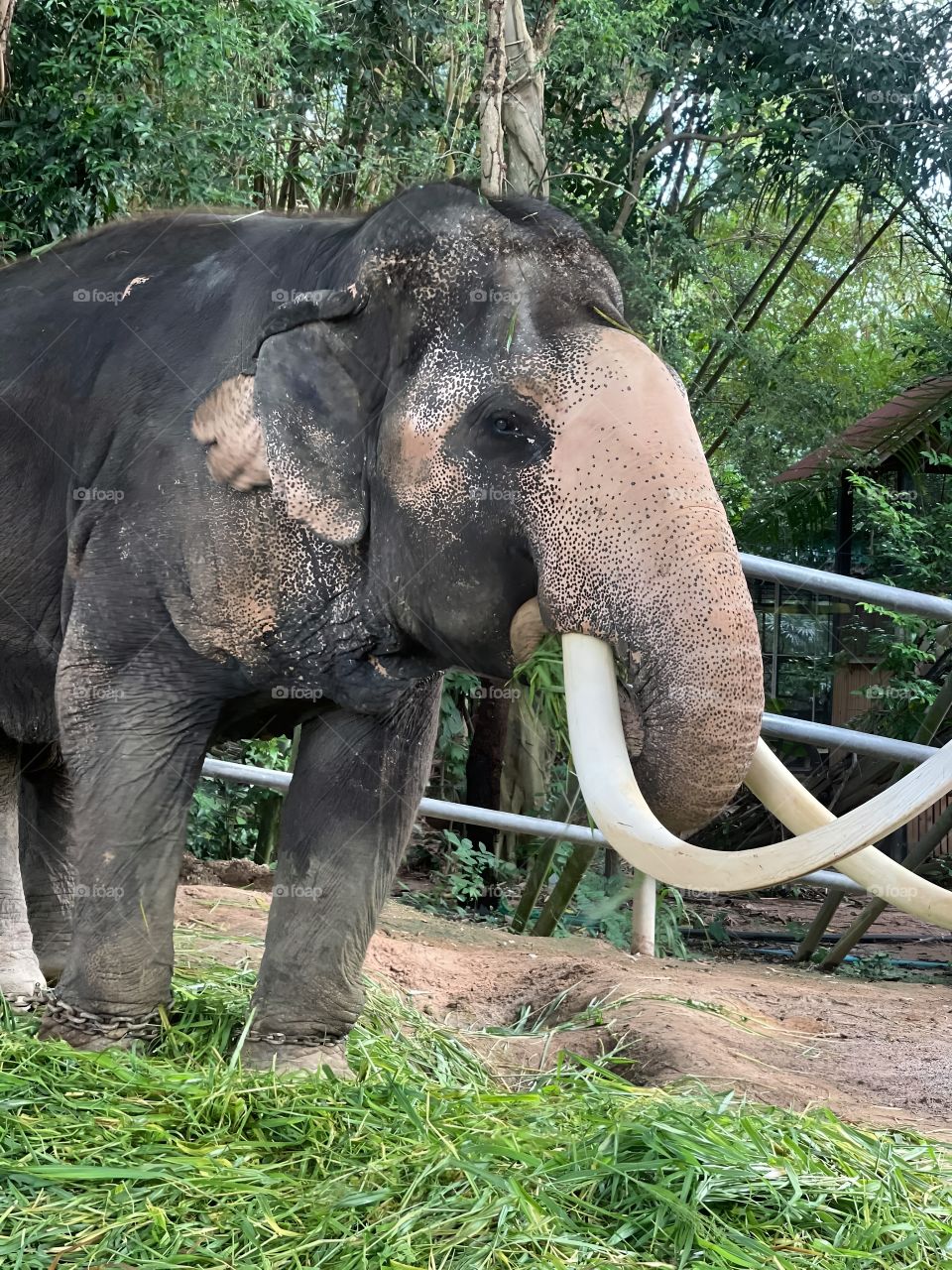 elephant in thailand