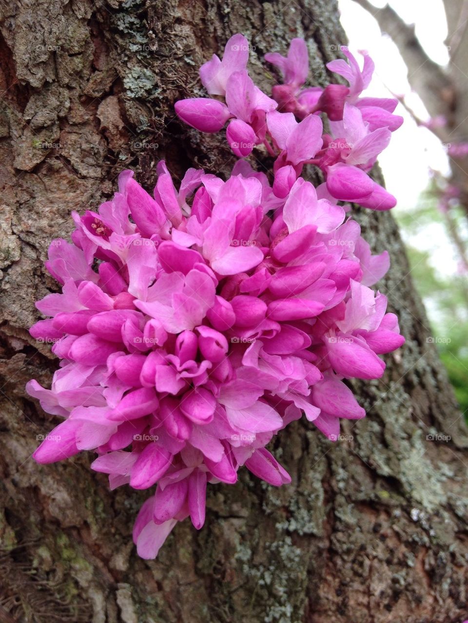 Flower tree